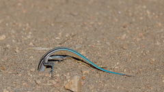 Aspidoscelis hyperythrus