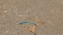 Aspidoscelis hyperythrus