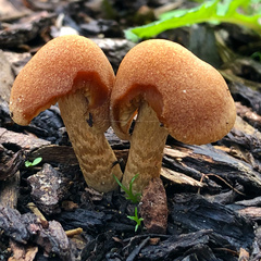 Lacrymaria pyrotricha