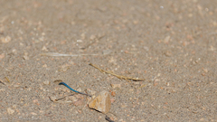 Aspidoscelis hyperythrus