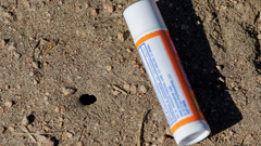 Aspidoscelis hyperythrus