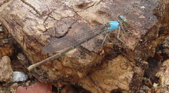 Argia apicalis