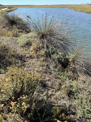 Juncus acutus