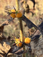 Triosteum perfoliatum