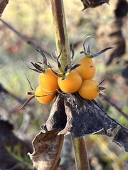 Triosteum perfoliatum