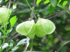 Cardiospermum corindum