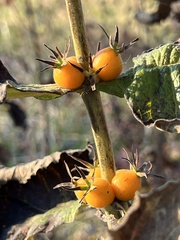Triosteum perfoliatum
