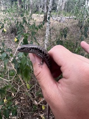 Concinnia tenuis