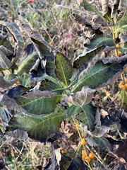Triosteum perfoliatum