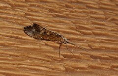 Glyphopsyche irrorata