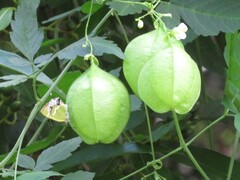 Chlorostrymon simaethis