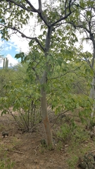 Gyrocarpus mocinoi