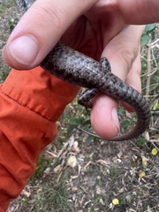 Concinnia tenuis