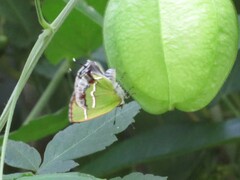 Chlorostrymon simaethis