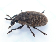 Larinus minutus