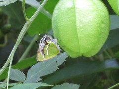 Chlorostrymon simaethis