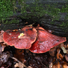 Fistulina hepatica