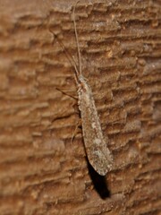 Glyphopsyche irrorata