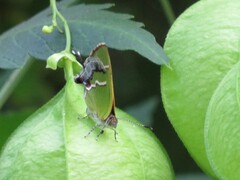 Chlorostrymon simaethis