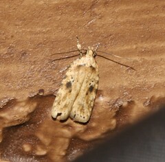 Agonopterix canadensis