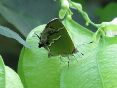 Chlorostrymon simaethis