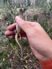 Concinnia tenuis