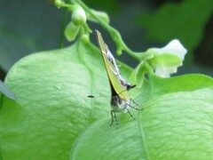 Chlorostrymon simaethis