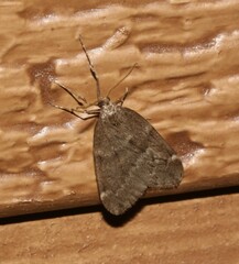 Alsophila pometaria