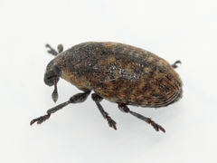 Larinus minutus