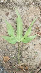 Gyrocarpus mocinoi