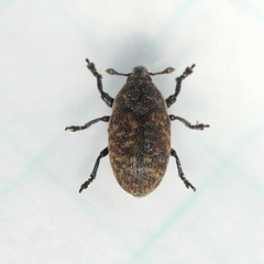 Larinus minutus
