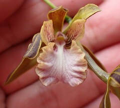 Encyclia altissima