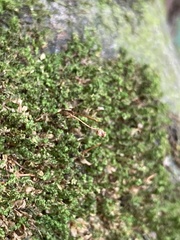 Ulota crispa