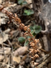 Platanthera transversa