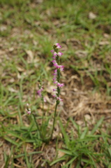 Spiranthes sinensis