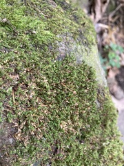 Ulota crispa