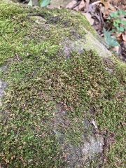 Ulota crispa