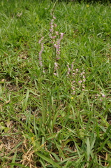 Spiranthes sinensis
