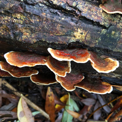 Polyporaceae