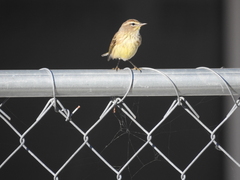 Setophaga palmarum hypochrysea