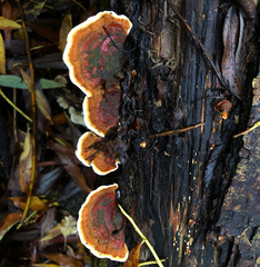 Polyporaceae