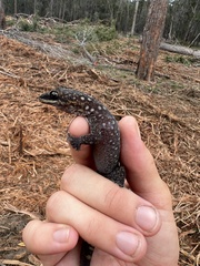 Oedura tryoni