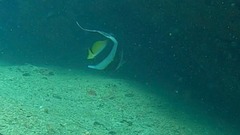 Heniochus acuminatus