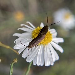 Zygaenidae