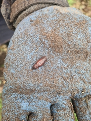 Mimaglossa nauplialis