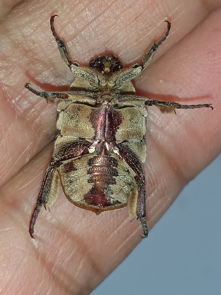 Protaetia ciliata