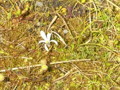 Lobelia angulata