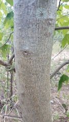 Gyrocarpus mocinoi