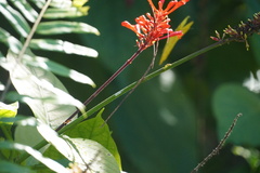 Odontonema