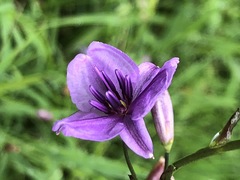 Arthropodium
